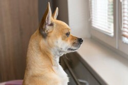 Easing your Dogs separation anxiety