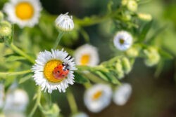 ladybird on a daisy